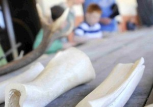 Kinder lernten unter anderem beim römischen Wochenende im LVR-Archäologischen Park, wie man mit Knochen schnitzt. Foto: Ute Gabriel